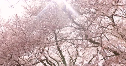 Cherry Blossoms Stock Footage 197949779