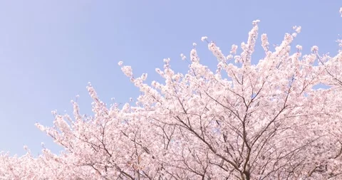 Cherry Blossoms Stock Footage 197950085