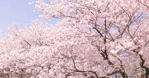 Cherry Blossoms Видео 197950169