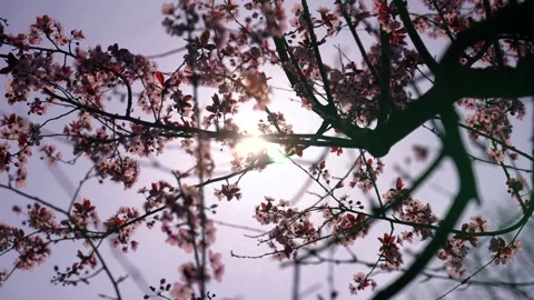 Cherry blossoms Video stock 220347387