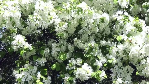 Cherry blossoms. Stock Footage 231857102