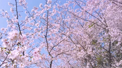 Cherry blossoms Stock Footage 237812771