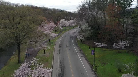 Cherry Blossoms Stock Footage 261189558