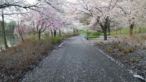 Cherry Blossoms Stock Footage 261189570