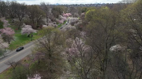 Cherry Blossoms Stock Footage 261189664
