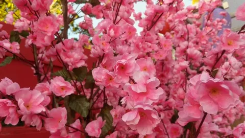 Cherry blossoms Stock Footage 263556662