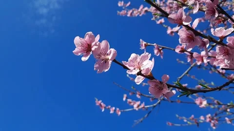 Cherry blossoms Stock Footage 271210733
