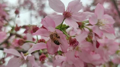 Cherry blossoms Video stock 274106831