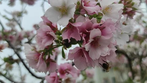 Cherry blossoms Video stock 274107786