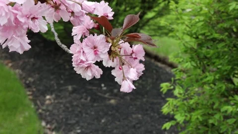 Cherry Blossoms 動画素材 278612960