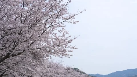 Cherry blossoms Stock Footage 295607575
