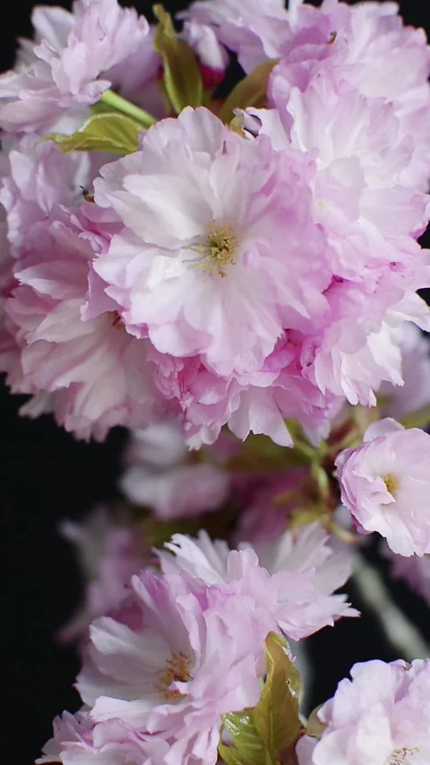 Cherry blossoms Stock Footage 306260678