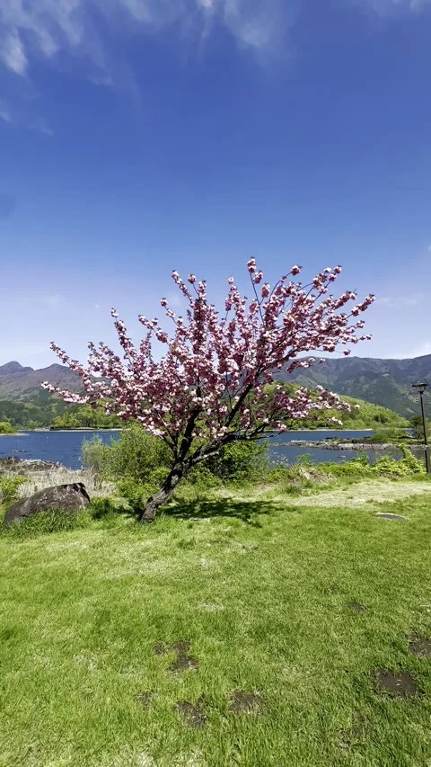 Cherry Blossoms Stock Footage 317530929