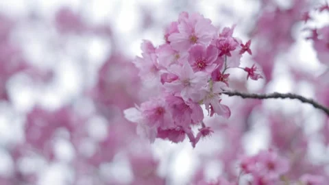 Cherry blossoms Stock Footage 319907200