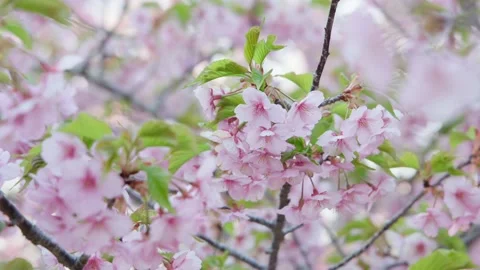 Cherry blossoms Stock Footage 319907220