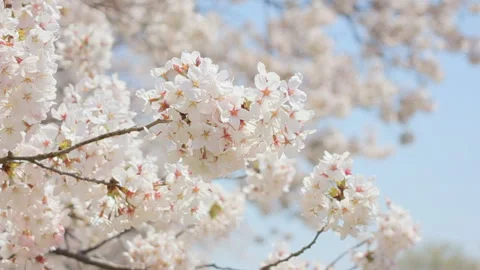 Cherry Blossoms Stock Footage 327404455