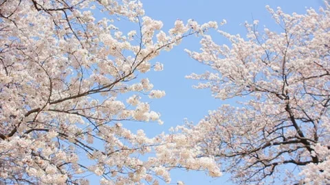 Cherry Blossoms Video stock 327404584
