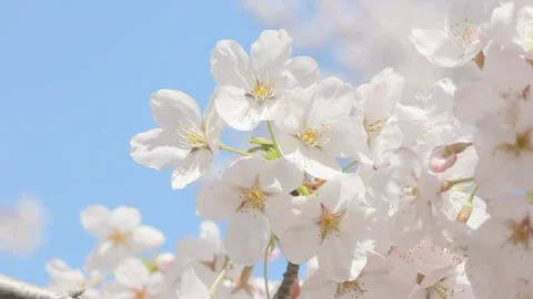 Cherry Blossoms Video stock 327404694