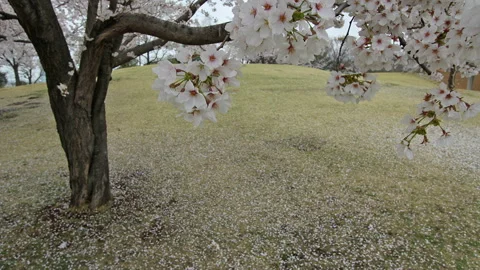 Cherry Blossoms Stock Footage 327544995