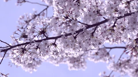Cherry Blossoms 스톡 동영상 330608961
