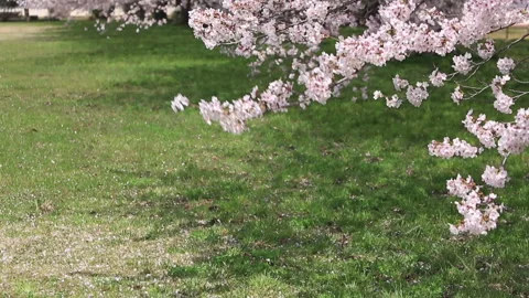 Cherry Blossoms Stock Footage 332029158