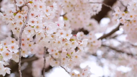 Cherry Blossoms 스톡 동영상 332460700