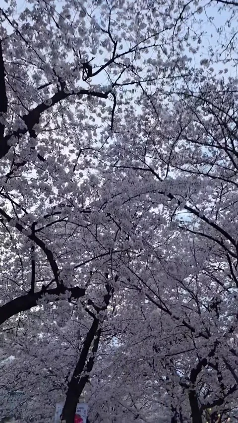 Cherry Blossoms Stock Footage 332617660
