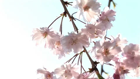Cherry Blossoms Video stock 332786265