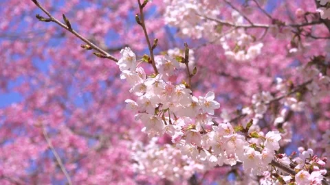 Cherry Blossoms 库存影片 332788355