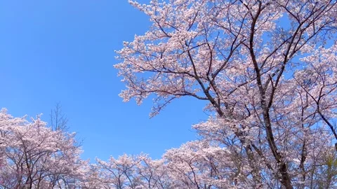 Cherry Blossoms Stock Footage 332797061