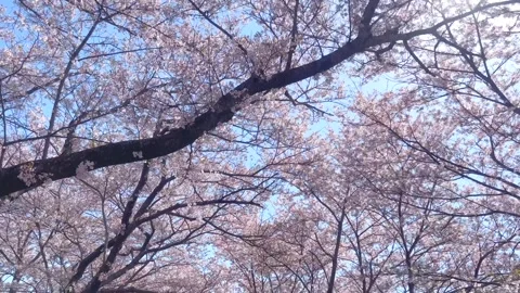 Cherry Blossoms Stock Footage 332798381