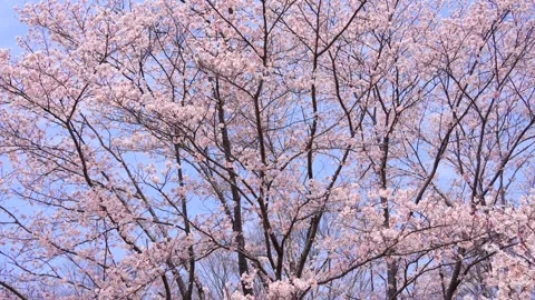 Cherry Blossoms Vidéo 332799638