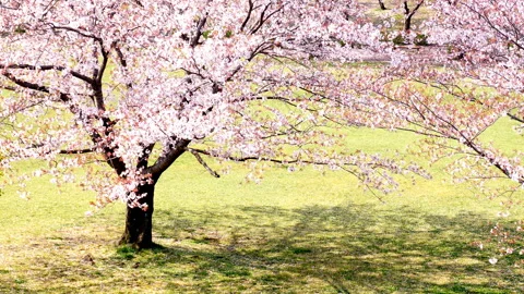 Cherry Blossoms Video stock 332894611