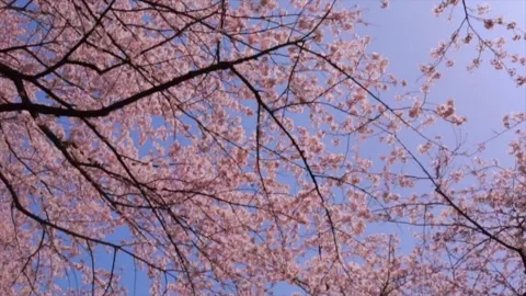 Cherry Blossoms Video stock 333168923