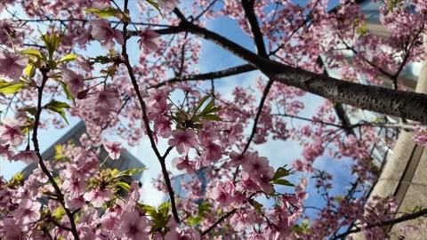 Cherry blossoms Stock Footage 334157558