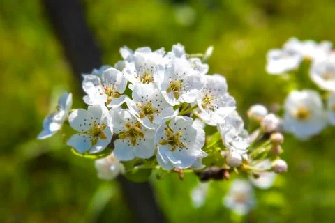 Cherry blossoms in the foreground Stock Photos
