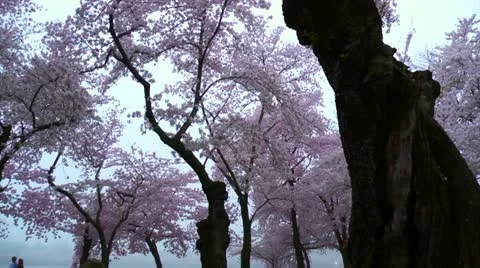 Cherry Blossoms Forward Dolly Stock Footage