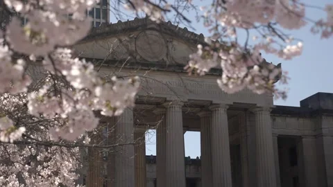 Cherry blossoms frame beautiful historic building Stock Footage 311944307