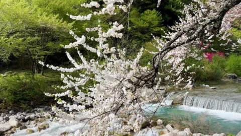 Cherry Blossoms Framing Mountain Stream and Waterfall in Spring, Japan Stock Footage 339009090