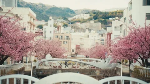 Cherry Blossoms Framing Ornamental Bridge and City View, Itokawa River, Atami 스톡 동영상 345006737