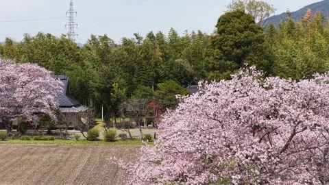 Cherry Blossoms Framing Traditional Temple and Torii Gate in Kameoka Stock Footage 340878000