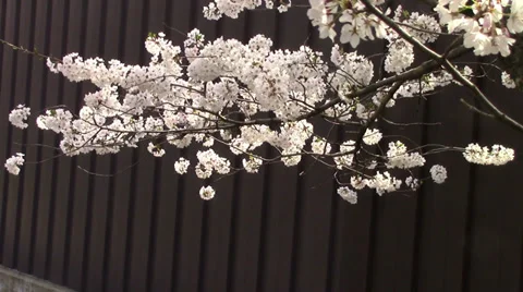 Cherry Blossoms - in front of fence Video stock 38779168