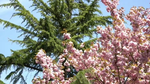Cherry blossoms in front of green pine tree in Bremen Video stock 189951148