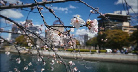 Cherry Blossoms in Front of Hiroshima Peace Memorial Dome Stock Footage 344331357