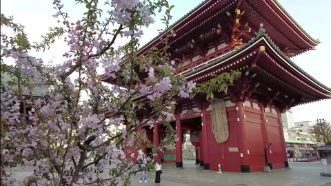 Cherry blossoms in front of Hozomon Gate at Sensoji. 2022. Stock Footage 179221815
