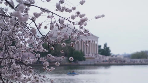 Cherry Blossoms in front of Jefferson Memorial on a windy day Stock Footage 301917468