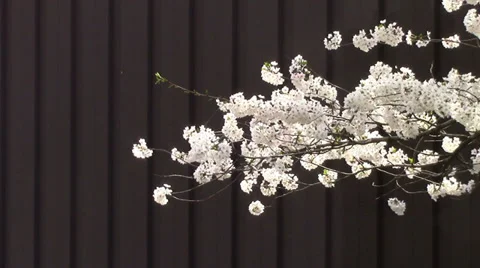 Cherry Blossoms in Front of a Solid Background Stock Footage 38820117