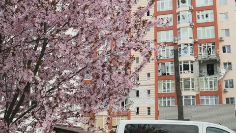 Cherry blossoms in front of war-damaged residential building. Consequences of 動画素材 199585642