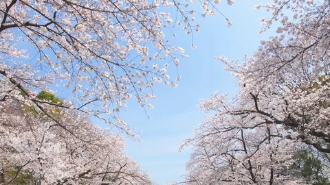 Cherry blossoms in full bloom against blue sky at Ueno park, Tokyo, Japan Stock Footage