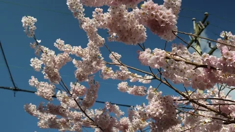 Cherry Blossoms in Full Bloom Against a Clear Blue Sky Stock Footage 270184852